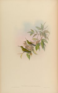 Thaumatias brevirostris = Amazilia brevirostris 作者 约翰·古尔德